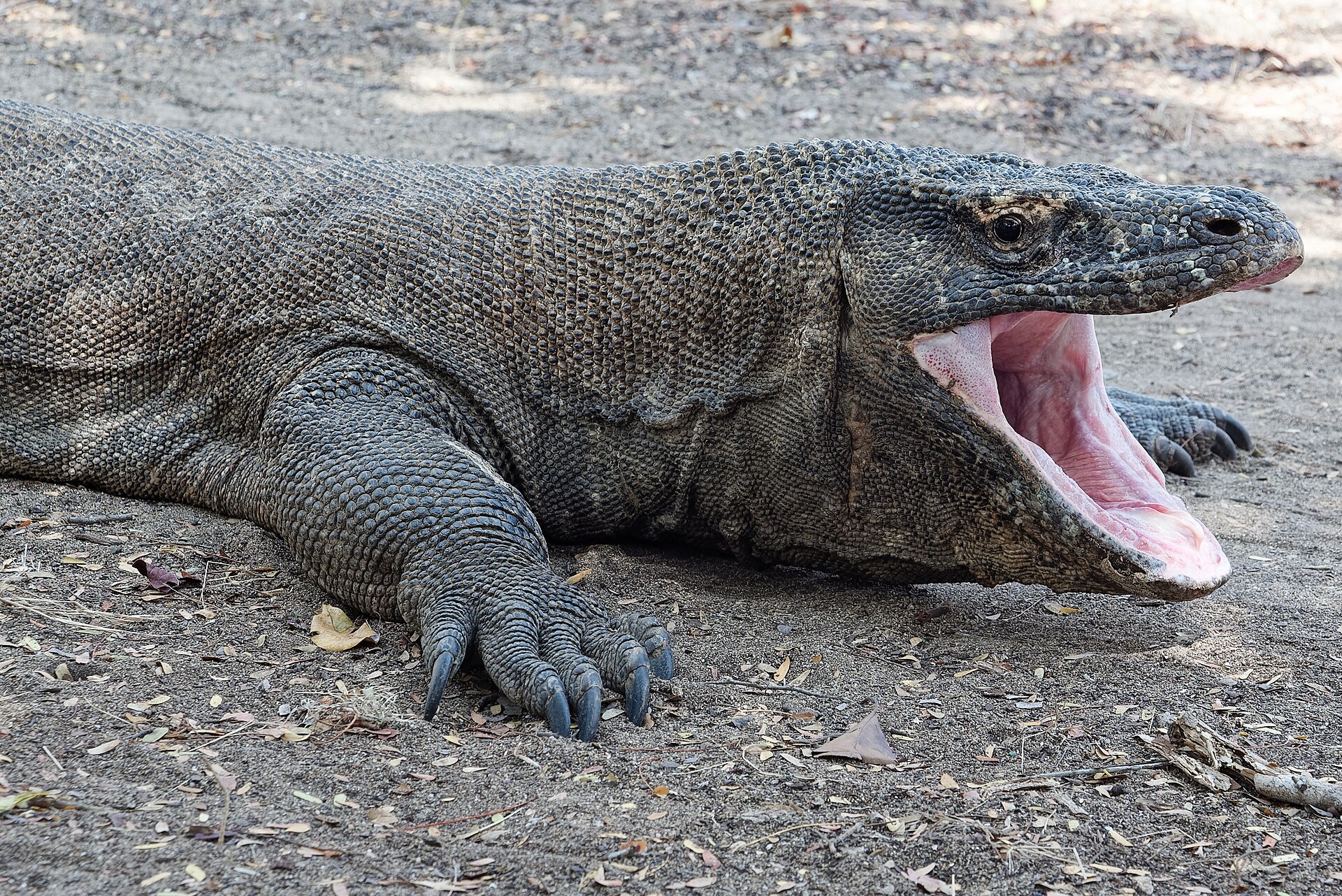 科莫多国家公园 Komodo National Park 参考图 1